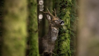 Roe Deer karya Jason Parry Wilson terpilih menjadi finalis. Foto: Jason Parry Wilson/Mammal Photographer of the Year