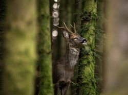 Potret Hewan Keren Jawara Kontes Mammal Photographer of the Year