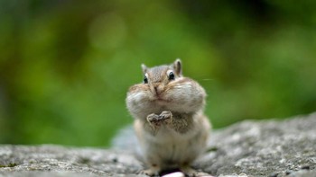 Ah... kalau begini kan enak dilihat dari pada baca atau nonton video hoax yang beredar di media sosial. Foto: Ira_Evva/Shutterstock via Bored Panda