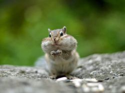 Mungkin Begini Ekspresi Kamu Jika Diwakili Hewan Lucu