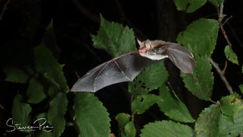 Steven Roe dengan karya berjudul Natterers Bat terpilih menjadi finalis. Foto: Steven Roe/Mammal Photographer of the Year