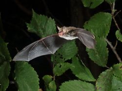 Potret Hewan Keren Jawara Kontes Mammal Photographer of the Year