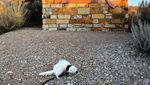 Potret Musang Putih yang Suka Traveling, Kamu Enggak Boleh Ngiri!