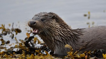 Otter, karya dari Sam Llewellyn terpilih menjadi finalis. Foto: Sam Llewellyn/Mammal Photographer of the Year