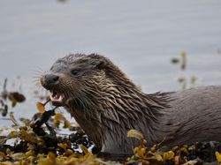Potret Hewan Keren Jawara Kontes Mammal Photographer of the Year