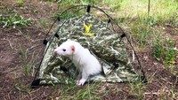 Sejak pertama kali memiliki Oliver, Lauren sudah merasa kalau Oliver memiliki banyak energi destruktif. Jadi Lauren mengalihkannya dengan mengajak Oliver jalan-jalan. (Hikingferret/instagram)