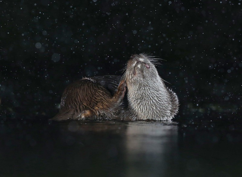 kontes fotografi mamalia