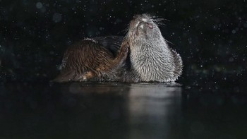 Finalis terpilih lainnya, Otter Scratching karya Mary Wilde. Foto: Mary Wilde/Mammal Photographer of the Year