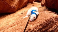 Dengan pakaian berwarna biru yang dikenakan, Oliver berjalan-jalan ke Antelope Canyon, Amerika Serikat. (Hikingferret/instagram)