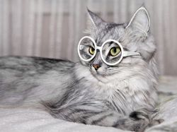 Mungkin Begini Ekspresi Kamu Jika Diwakili Hewan Lucu