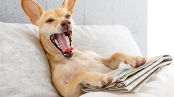 Belakangan memang hari yang melelahkan, saatnya beristirahat sejenak, termasuk rehat media sosial. Foto: Javier Brosch/Shutterstock via Bored Panda