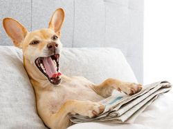 Mungkin Begini Ekspresi Kamu Jika Diwakili Hewan Lucu