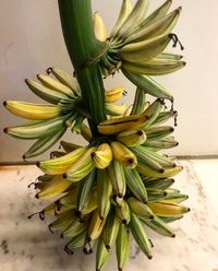  Pisang  Varigata  Pisang  Unik dan Cantik yang Dipamerkan 