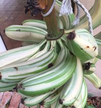 Pisang Varigata, Pisang Unik dan Cantik yang Dipamerkan ...