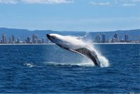 Liburan Keluarga Penuh Keseruan di Brisbane & Gold Coast Australia
