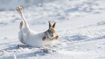 Juara kedua Mammal Photographer of the Year: Rolling Mountain Hare oleh Kate MacRae. Foto: Kate MacRae/Mammal Photographer of the Year