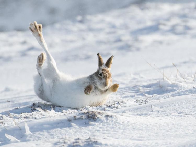 Potret Hewan Keren Jawara Kontes Mammal Photographer of the Year