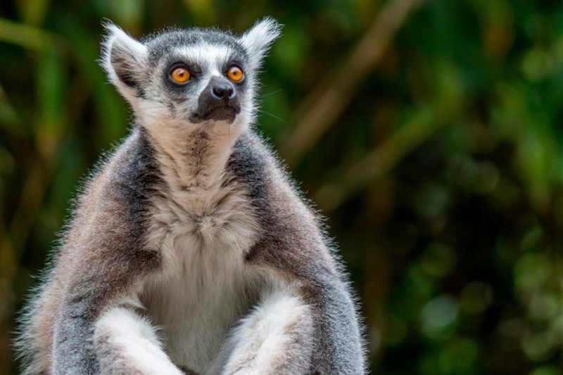 Saat media sosial penuh dengan berbagai intrik dan bahkan hoax seputar virus corona, yuk rehat sejenak dan lihat deretan hewan-hewan lucu ini.