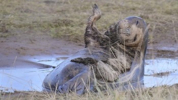 Juara kategori Mammal Comedia Award: Grey Seal oleh Philip Ryan. Foto: Philip Ryan/Mammal Photographer of the Year
