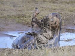 Potret Hewan Keren Jawara Kontes Mammal Photographer of the Year