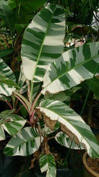  Pisang  Varigata  Pisang  Unik dan Cantik yang Dipamerkan 