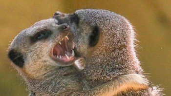 Ekspresi bahagia kamu ketika akhirnya anggota grup berhenti jadi tukang kirim broadcast nggak jelas sumbernya. RJ Endall Photographer/Shutterstock via Bored Panda