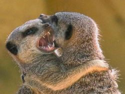 Mungkin Begini Ekspresi Kamu Jika Diwakili Hewan Lucu