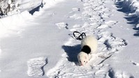 Biasanya, Oliver akan berjalan satu atau dua mil, tergantung keinginannya. Dia akan menggeliat jika ingin berjalan dan akan berbaring di jalan setapak jika ingin Smith mengangkatnya. (Hikingferret/instagram)
