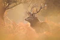 kontes fotografi mamalia