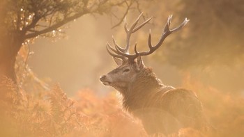 Becca Fulcher terpilih menjadi finalis dengan karya berjudul Deer Stag Bushy. Foto: Becca Fulcher/Mammal Photographer of the Year