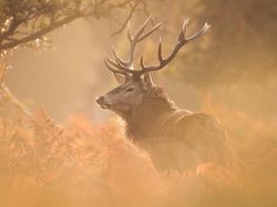 Potret Hewan Keren Jawara Kontes Mammal Photographer of the Year