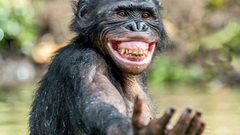 Siniin hp kamu, daripada nyebar hoax bikin geger mending foto ketampananku! Foto: Sergey Uryadinkov/Shutterstock via Bored Panda