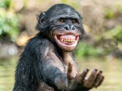 Mungkin Begini Ekspresi Kamu Jika Diwakili Hewan Lucu