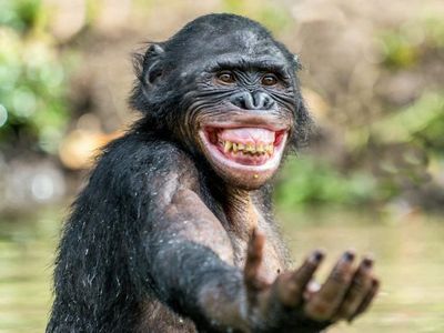 Mungkin Begini Ekspresi Kamu Jika Diwakili Hewan Lucu