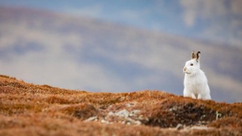 Mountain Hare Cairngorms karya Sorcha Lewis terpilih menjadi finalis. Foto: Sorcha Lewis/Mammal Photographer of the Year