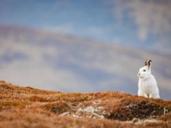 Potret Hewan Keren Jawara Kontes Mammal Photographer of the Year