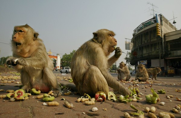 Ratusan monyet lapar turun ke jalanan di Lopburi, Thailand. Mereka berkelahi satu sama lain karena berebut pisang. Diduga monyet-monyet itu kelaparan sehingga turun ke jalanan (Foto: Getty Images/Paula Bronstein) Ratusan monyet lapar turun ke jalanan di Lopburi, Thailand. Mereka berkelahi satu sama lain karena berebut pisang. Diduga monyet-monyet itu kelaparan sehingga turun ke jalanan (Foto: Getty Images/Paula Bronstein)
