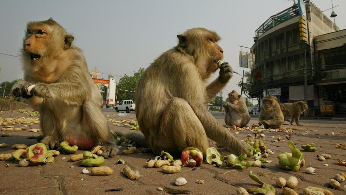 LOBPURI, THAILAND - FEBRUARY 16:  Monkeys eat fruit and peanuts given to them by tourists on the street in downtown Lopuri near the Phra Prang Sam Yot temple in on February 16, 2004, about 160 kilometers north of Bangkok, in Lopburi, Thailand. Hundreds of monkeys live in the monkey temple getting fed by both tourists and locals. (Photo by Paula Bronstein/Getty Images)