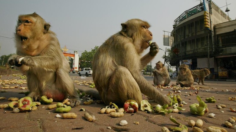 monyet di lobpburi LOBPURI, THAILAND - FEBRUARY 16: Monkeys eat fruit and peanuts given to them by tourists on the street in downtown Lopuri near the Phra Prang Sam Yot temple in on February 16, 2004, about 160 kilometers north of Bangkok, in Lopburi, Thailand. Hundreds of monkeys live in the monkey temple getting fed by both tourists and locals. (Photo by Paula Bronstein/Getty Images)