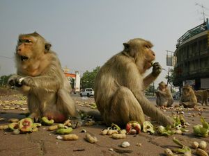 Monyet-monyet di Lopburi Kembali Ganggu Warga, Kini Masuk Toko
