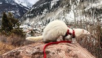 Ini adalah momen Oliver saat hiking di Telluride, Colorado. Musang ini seperti dikelilingi oleh gunung yang indah. (Hikingferret/instagram)