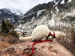 Kenalkan Ini Oliver, Ferret yang Hobi Hiking