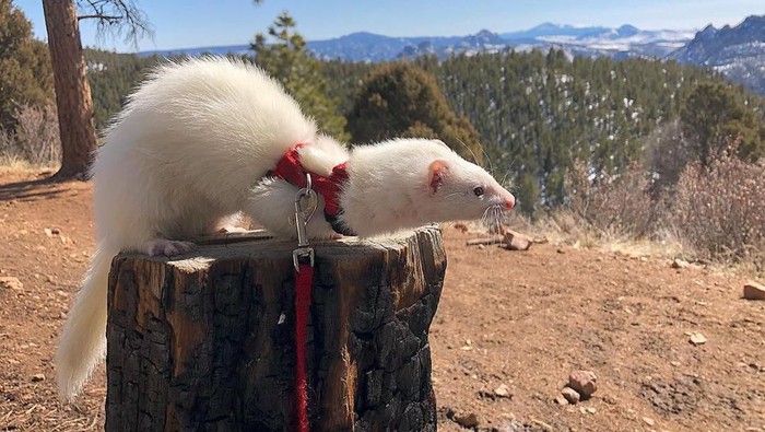 Musang Hiking