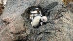 Potret Musang Putih yang Suka Traveling, Kamu Enggak Boleh Ngiri!