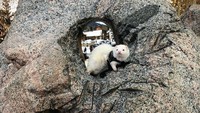 Saat ini Oliver telah memiliki lebih dari 5000 pengikut di instagramnya. Smith berharap, orang-orang yang mengikuti Oliver akan cinta dengan berpergian dan mengetahui bahwa musang adalah hewan peliharaan yang menyenangkan (Hikingferret/instagram)