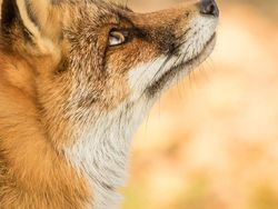 Potret Hewan Keren Jawara Kontes Mammal Photographer of the Year