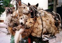 Tak Takut Corona, Perusahaan di China Dorong Masyarakat Tetap Makan Daging Anjing