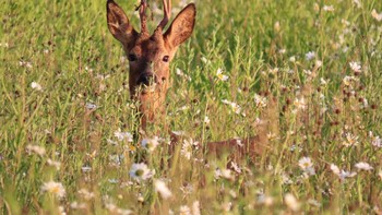 Juara kategori Young Mammal Photographer of the Year usia 15-18 tahun: Summer Meadow Deer oleh Alex White. Foto: Alex White/Mammal Photographer of the Year