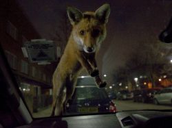 Potret Hewan Keren Jawara Kontes Mammal Photographer of the Year