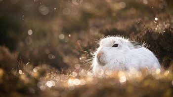 Karya finalis lainnya Mountain Hare, Golden Light oleh Joshua Copping. Foto: Joshua Copping/Mammal Photographer of the Year